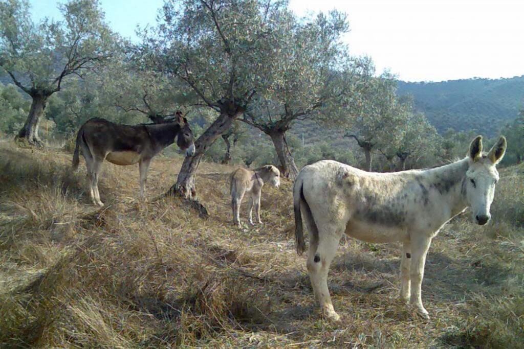 Hébergement de vacances Cortijo 